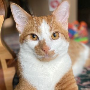 Meet your Posher, Kelliann